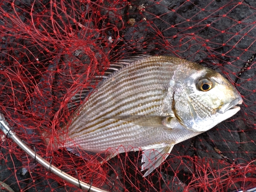 ヘダイの釣果