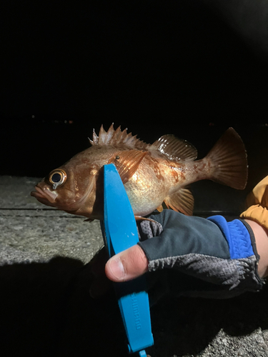 アカメバルの釣果