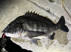 クロダイの釣果