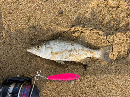 セイゴ（ヒラスズキ）の釣果