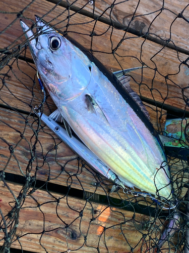 カツオの釣果