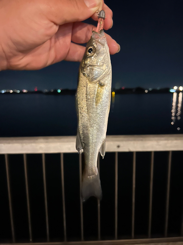 セイゴ（タイリクスズキ）の釣果