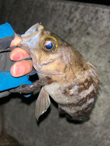 メバルの釣果