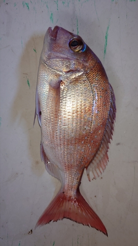 マダイの釣果