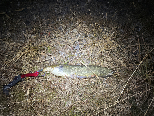 ニホンナマズの釣果