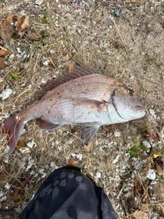 タイの釣果