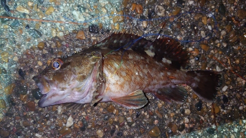 ガシラの釣果