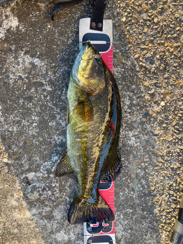 スモールマウスバスの釣果