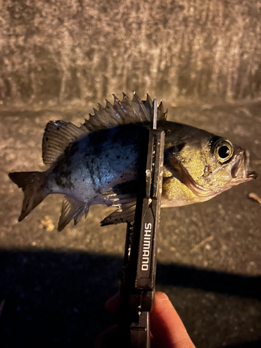 シロメバルの釣果