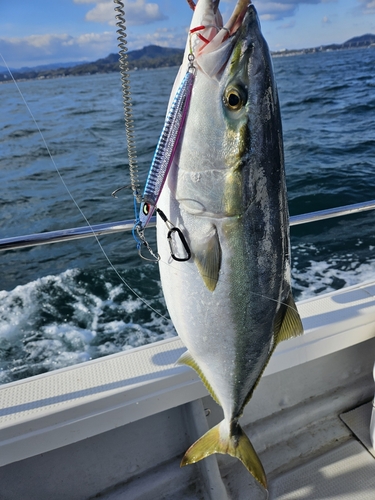 ブリの釣果