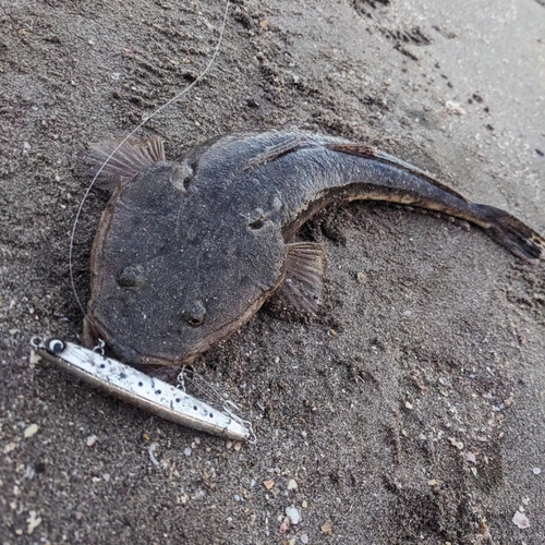 マゴチの釣果