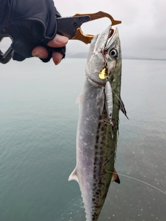 サゴシの釣果