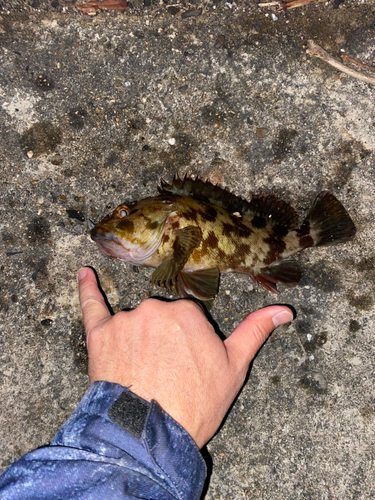 カサゴの釣果