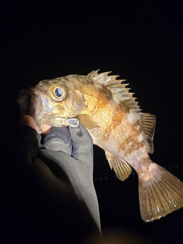 シロメバルの釣果