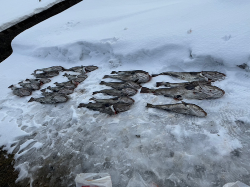 タラの釣果