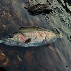 ニジマスの釣果