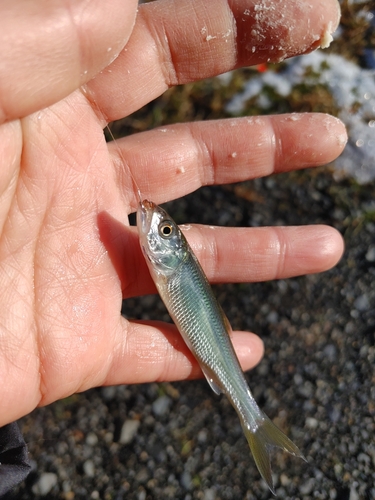 ハスの釣果