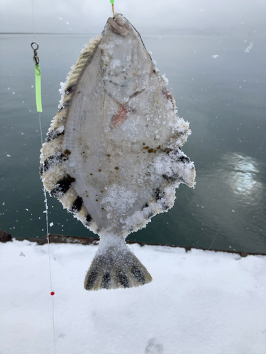 カレイの釣果