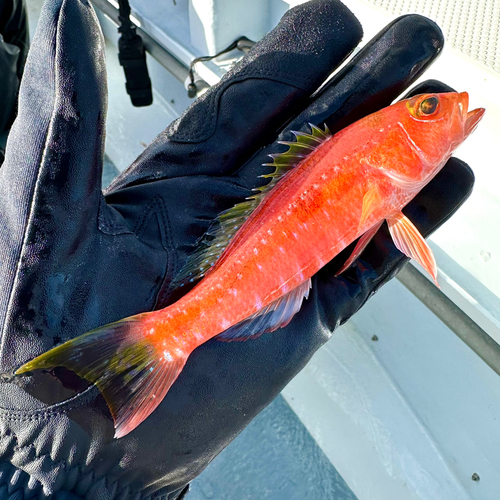 ヒメコダイの釣果