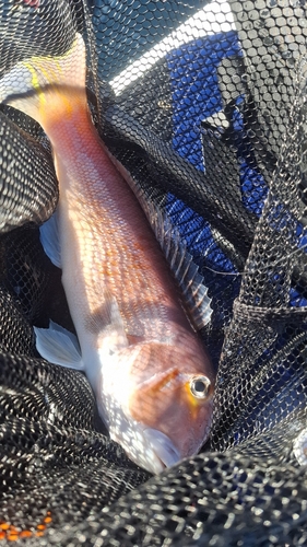 アマダイの釣果