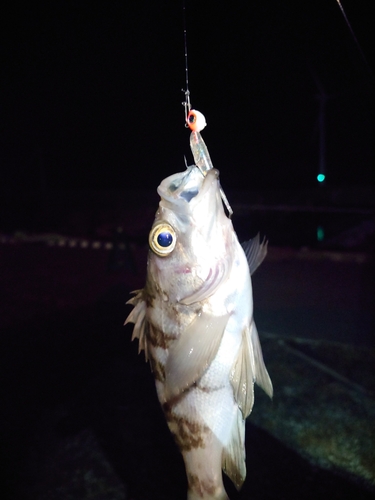 メバルの釣果