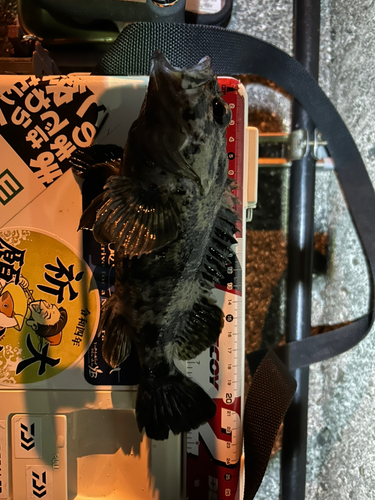 ムラソイの釣果