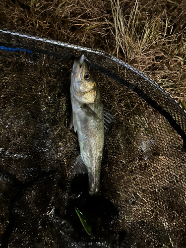 フッコ（マルスズキ）の釣果