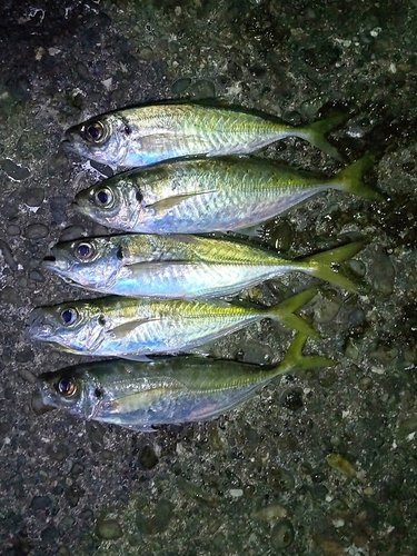 アジの釣果