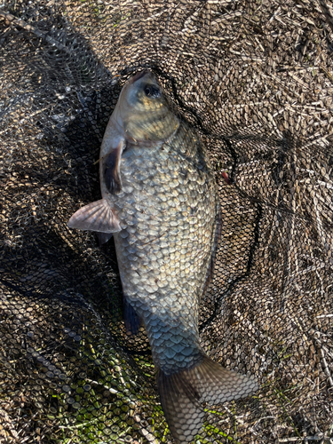 フナの釣果