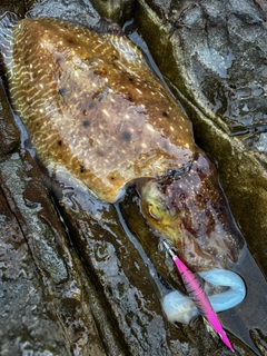 コブシメの釣果