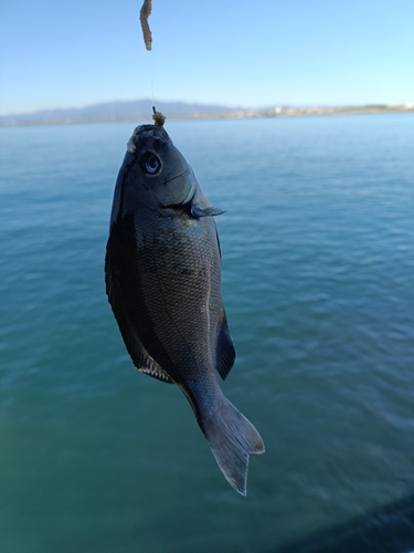 メジナの釣果