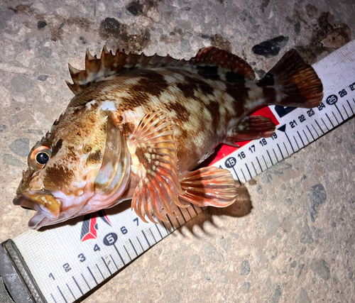 カサゴの釣果