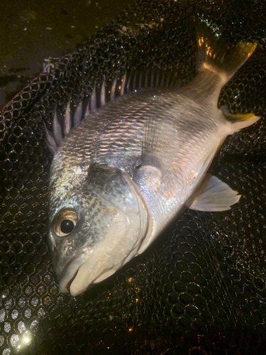 キビレの釣果