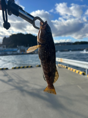 アイナメの釣果