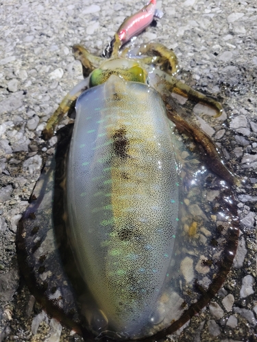 アオリイカの釣果