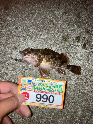 カサゴの釣果