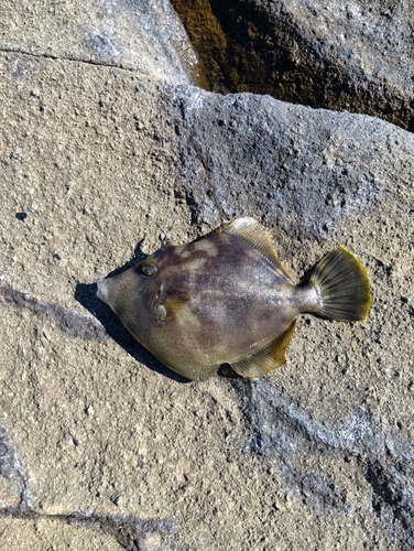 カワハギの釣果