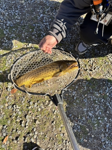 ブラウントラウトの釣果