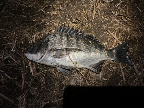 クロダイの釣果