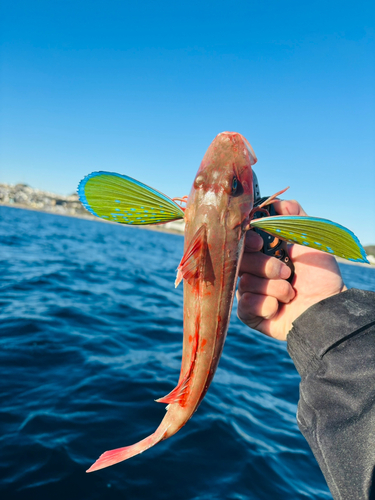 ホウボウの釣果