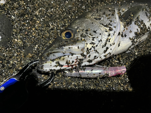 マルスズキの釣果