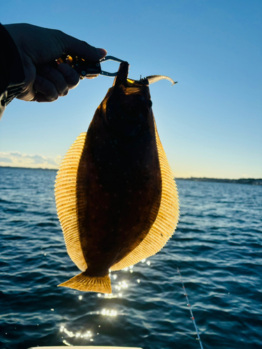 ヒラメの釣果