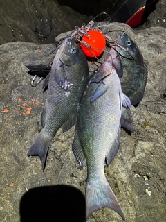 クチブトグレの釣果