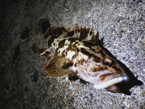 タケノコメバルの釣果