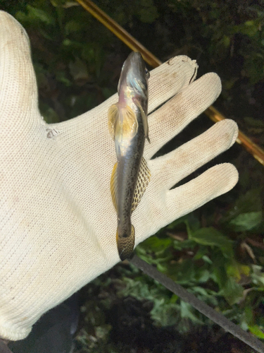 マハゼの釣果