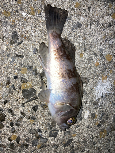 アカメバルの釣果