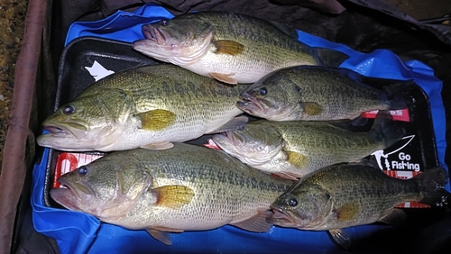 ブラックバスの釣果