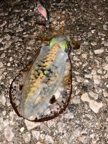 モイカの釣果