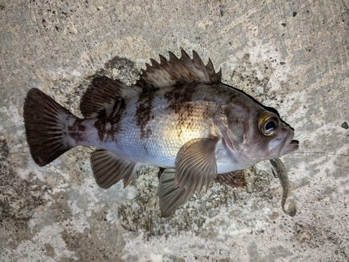 メバルの釣果