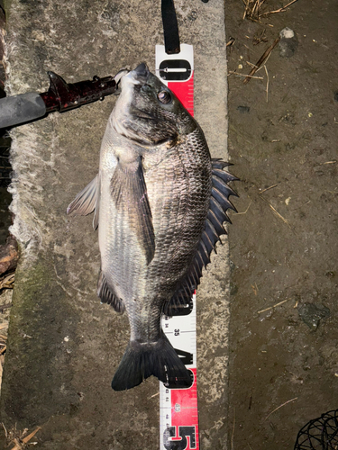 クロダイの釣果